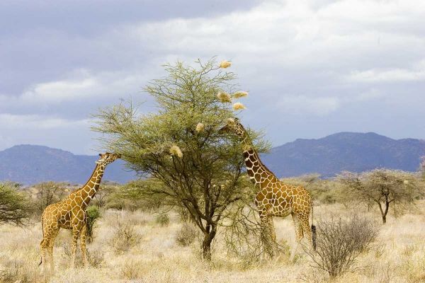 Kenya Two giraffes eat leaves off tree